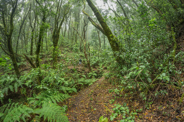 Fototapeta premium Relict forest on the slopes of the oldest mountain range of the island of Tenerife. Giant Laurels and Tree Heather along narrow winding paths. Paradise for hiking. Fish eye. Canary Islands. Spain