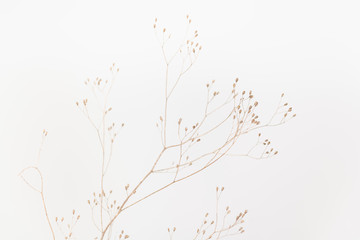 Delicate Dry Grass Branch on White Background