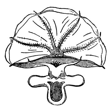 Cirrhoteuthis Mulleri vintage illustration.