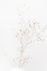 Obraz na płótnie Canvas Delicate Dry Grass Branch on White Background