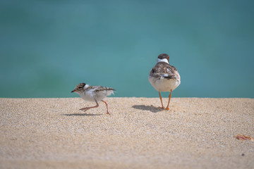 Hooded plover and chick © Rob
