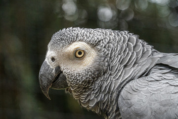 Close up low angle view of African Grey Gray Parrot showing head plumage feathers eyes and beak