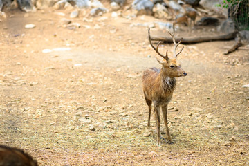 The deer is standing in the middle of a dry land.
