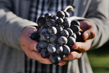Man crop ripe bunch of black grapes on vine. Male hands picking Autumn grapes harvest for wine making In Vineyard. Cabernet Sauvignon, Merlot, Pinot Noir, Sangiovese grape sort. - obrazy, fototapety, plakaty