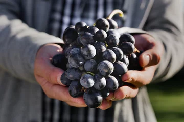 Fotobehang Man crop ripe bunch of black grapes on vine. Male hands picking Autumn grapes harvest for wine making In Vineyard. Cabernet Sauvignon, Merlot, Pinot Noir, Sangiovese grape sort. © Beton Studio