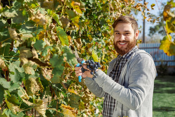 Man crop ripe bunch of black grapes on vine. Vintner man picking Autumn grapes harvest for wine...