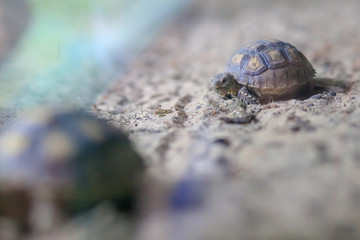 The small turtle is looking at friends crawling away. On the sand
