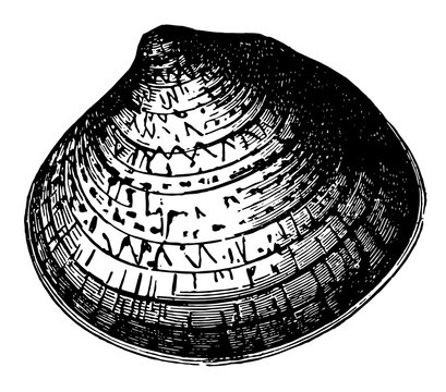 Cytherea Petechialis vintage illustration.