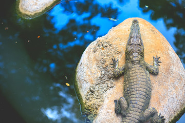 The big crocodile is lying on the rocks in the dark water.
