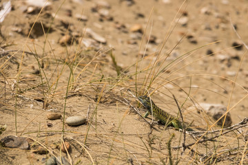 Small lizard camouflaged on the desert sand rocks and grass