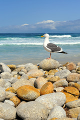  Western gull (laurus occidentalis) perched on rock, California beach