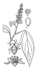 Croton tiglium, vintage illustration © Morphart