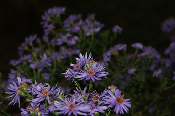 flowers of blue color, with many bright blue petals.