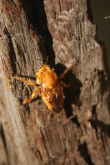 A beetle bug on a tree