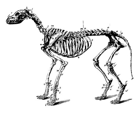 Skeleton of a Dog vintage illustration.
