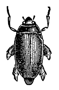 Gyrinus Distinctus vintage illustration.