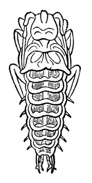 Larva of Mormolyce Phyllodes vintage illustration.