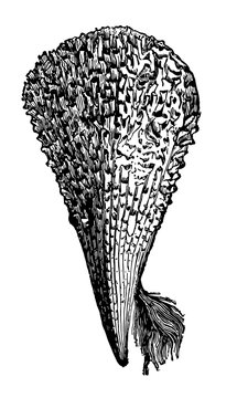 Pinna Nobilis with its byssus vintage illustration.