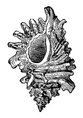 Murex Erinaceus vintage illustration. © Morphart