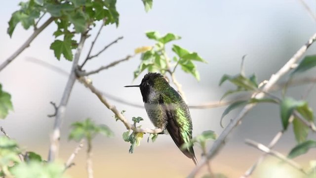 HD video Anna's hummingbird perched on small branch of butterfly bush flower plant, looking around and vocalizing. It has an iridescent bronze green back, a pale grey chest and belly, and green flanks