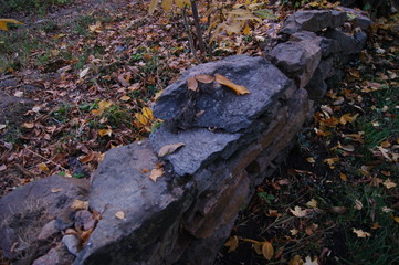 autumn leaves on rock