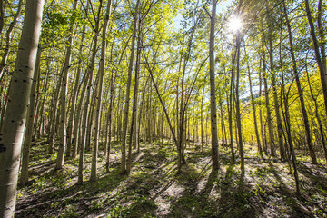 Obraz premium Fall colors in a beautiful aspen forest in Montana with sun shining trough