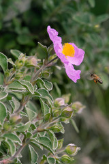 bee flying to cistus creticus (rock rose) blossom, a medical plant used for aromatherapy, naturopathy and bach flowers