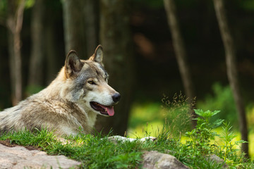 A profile of a Timber wolf