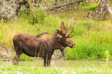 A large male moose in nature