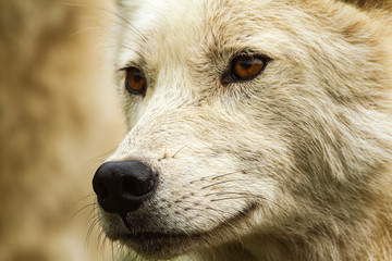 A profile of an Arctic Wolf