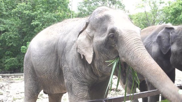 Asian elephants at the zoo open And eating food.