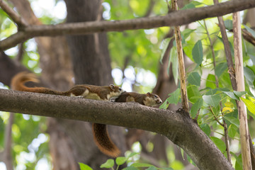 Cute couple squirrel on a tree bough