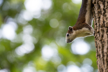 Cute squirrel on a tree looking for food