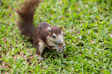  Close up of a cute squirrel sitting and eating nut on the ground
