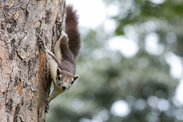 Cute squirrel on a tree looking for food