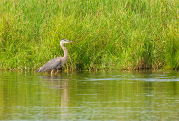 A great blue heron