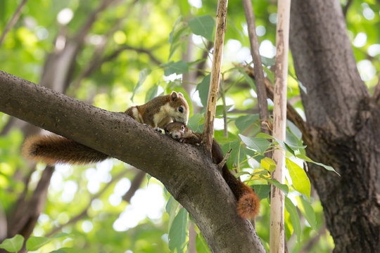 Cute couple squirrel on a tree bough