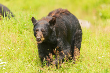 A large black bear in nature