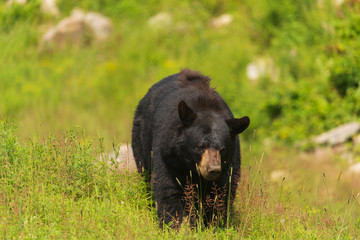 A large black bear in nature