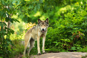 A profile of a Timber wolf