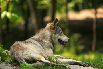 A profile of a Timber wolf