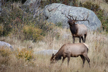 bull elk in Colorado