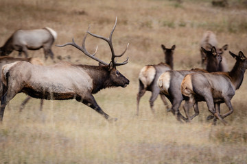 bull elk in Colorado