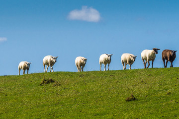Schafe auf dem Deich in einer Reihe