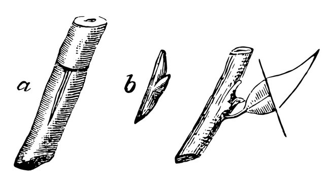 Shield Budding vintage illustration.