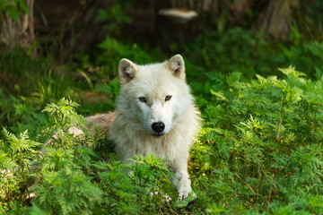 A profile of an Arctic Wolf