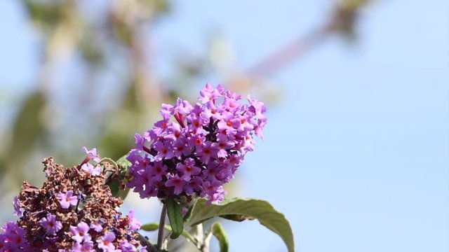 HD video of a skipper butterfly drinking nectar purple pink butterfly bush flowers.  A very small butterfly, frequently mistaken for a moth.