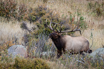 Naklejka na ściany i meble bull elk in Colorado