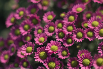Beautiful  chrysanthemums close up in autumn Sunny day in the garden. Autumn flowers. Flower head