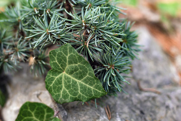 pine tree with ivy leaf close up